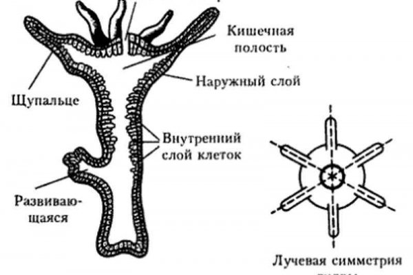 Кракен сайт как зайти